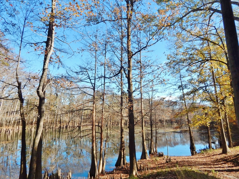Mississippi Land For Sale Pike Amite Walthall Doug Rushing Realty