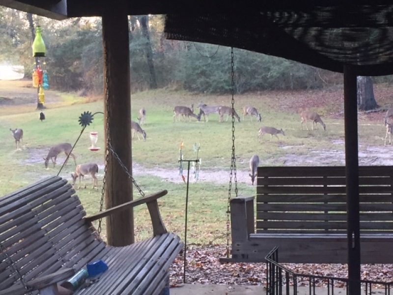 Hunting Land For Sale In Mississippi Pike County Doug Rushing Realty