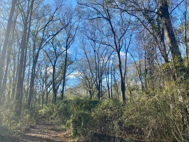 21.8 Acres-Morgantown Rd