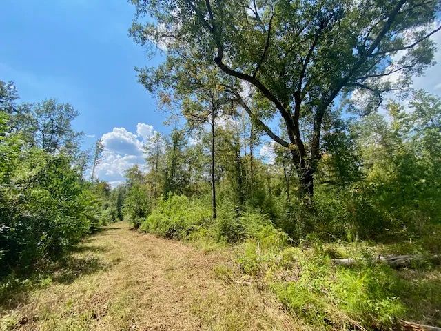 85 acres just off the Fernwood, MS Exit