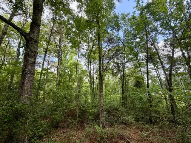 5.4 Acres| Pike County, MS