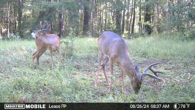 Camp and 55 Acres | Amite County, MS